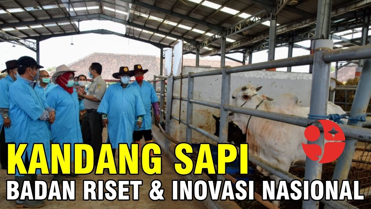 
                                 Badan-Riset-Inovasi-Nasional-Miliki-Kandang-Sapi